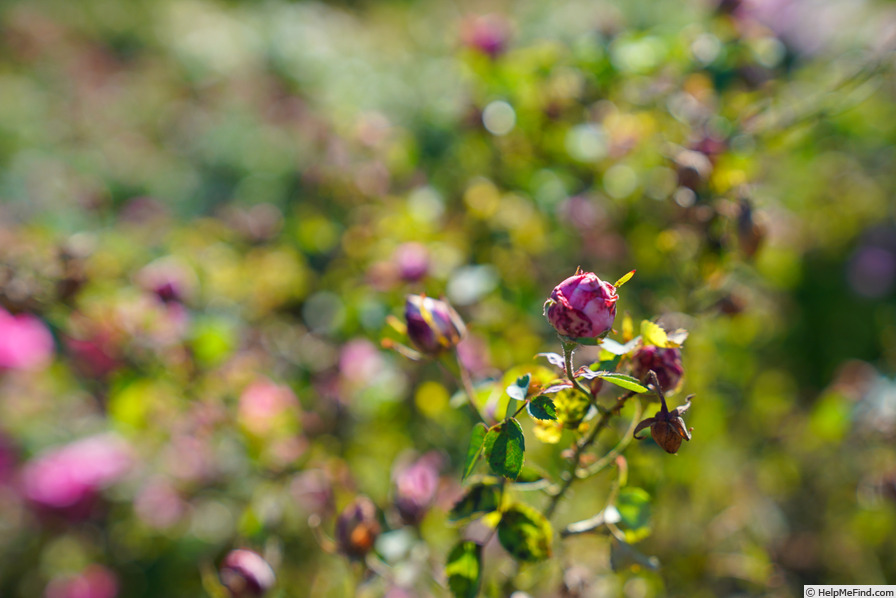 'Rose Edouard' rose photo