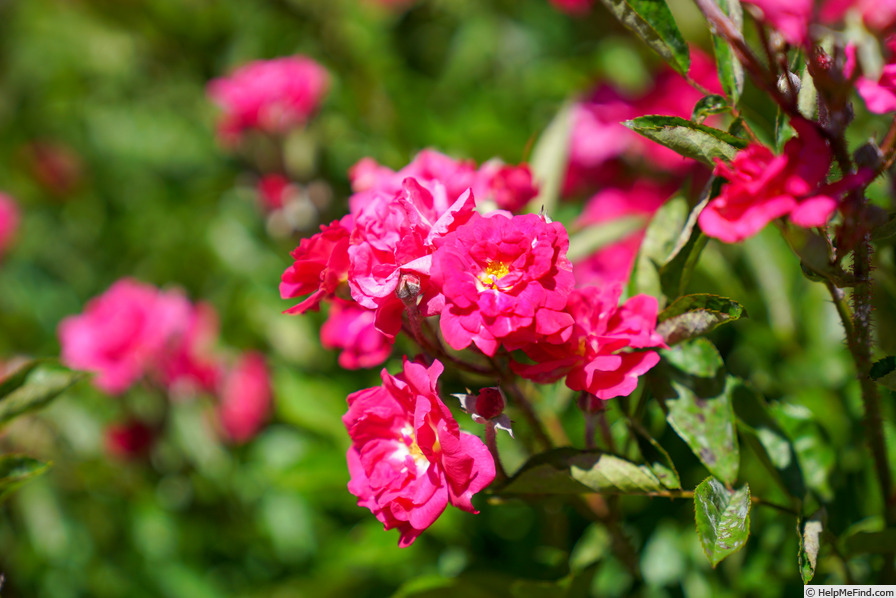 'Mrs. Alston's Rose' rose photo