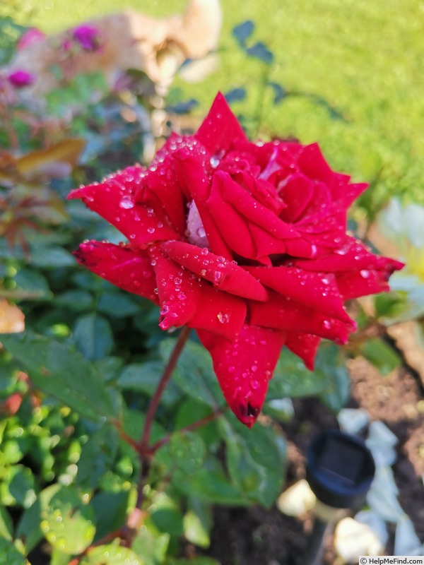 'Love (grandiflora, Warriner, 1977)' rose photo