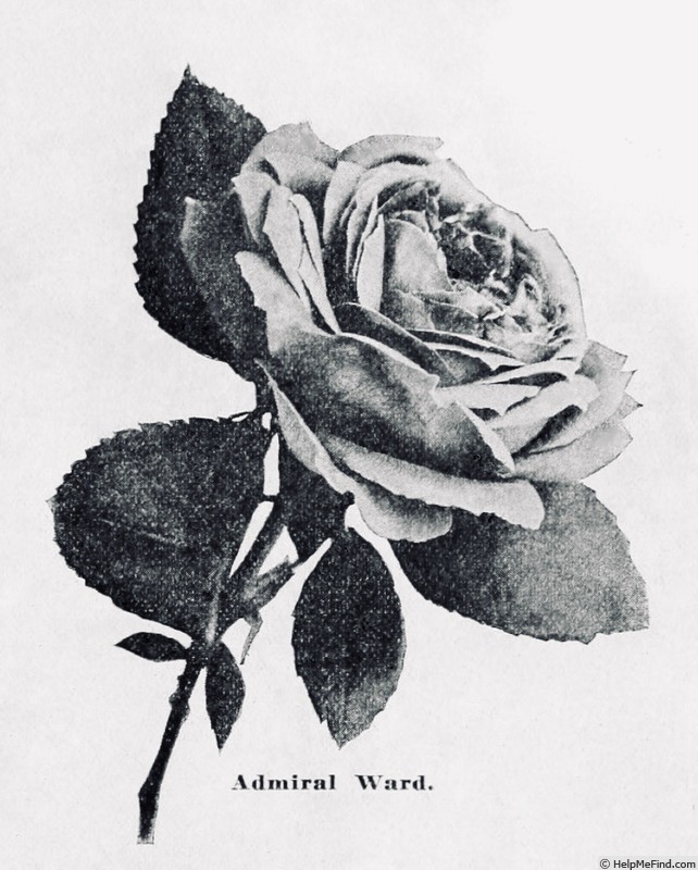 'Admiral Ward' rose photo
