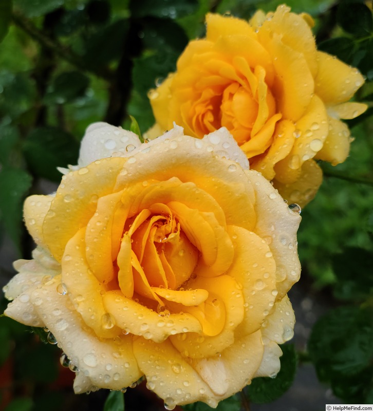 'Edith's Darling' rose photo