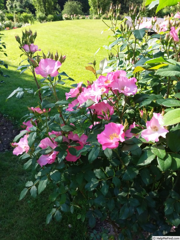 'Polonica ®' rose photo