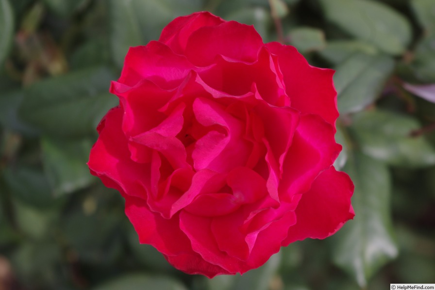 '5112-05-2' rose photo