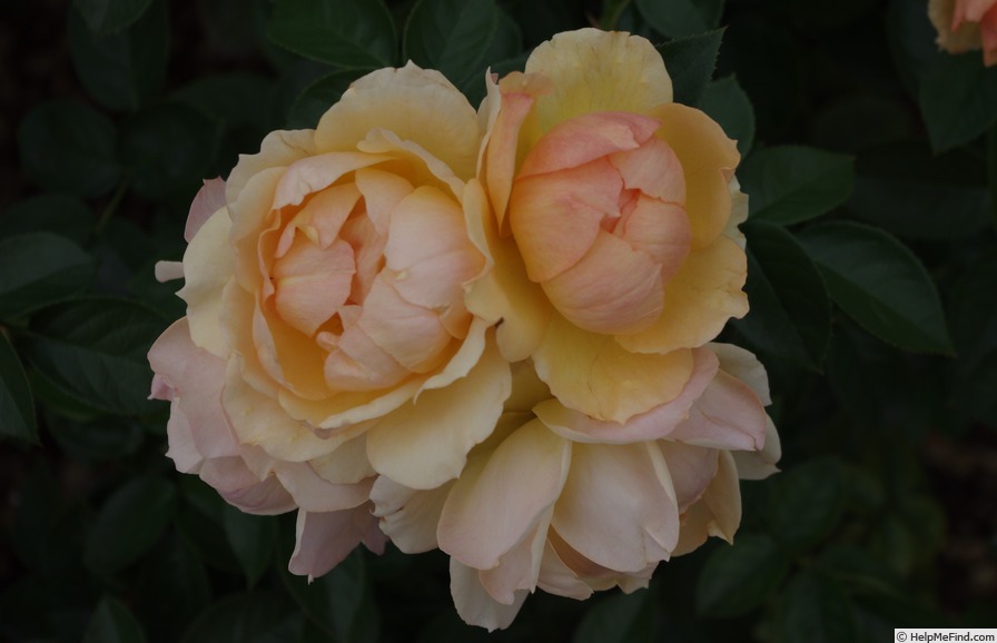 'H112R' rose photo