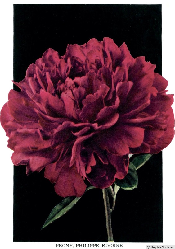 'Philippe Rivoire' peony photo