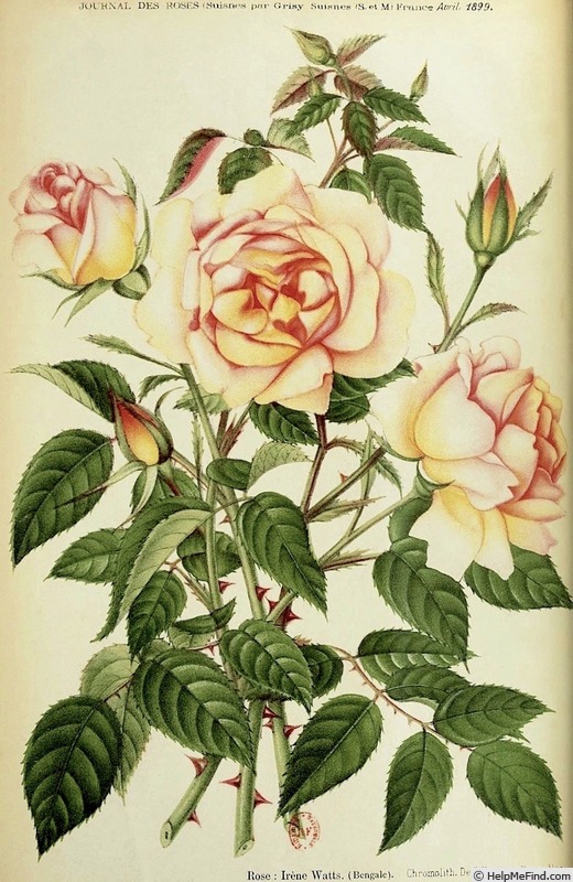 'Irène Watts (china, Guillot 1895)' rose photo