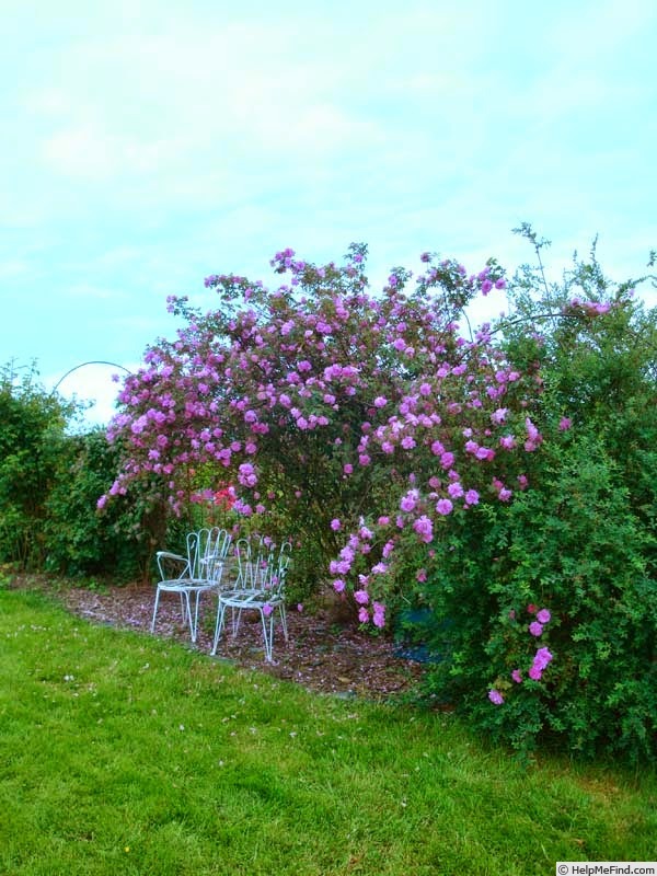 'Inermis Morletii' rose photo