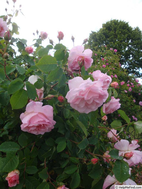 'Fritz Nobis' rose photo