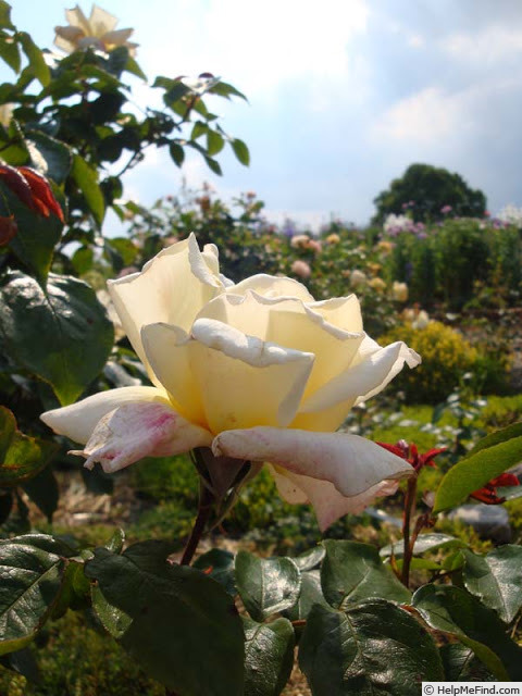 'Highfield ®' rose photo