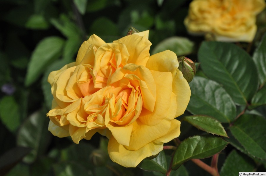 'Sweet Jane™' rose photo