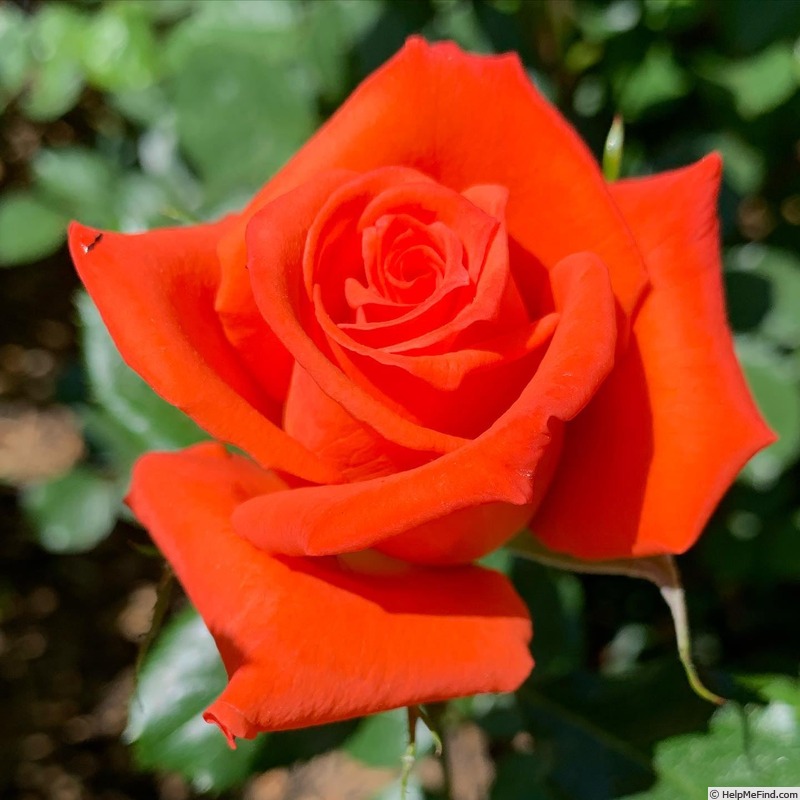 'Prominent ® (grandiflora, Kordes, 1970)' rose photo