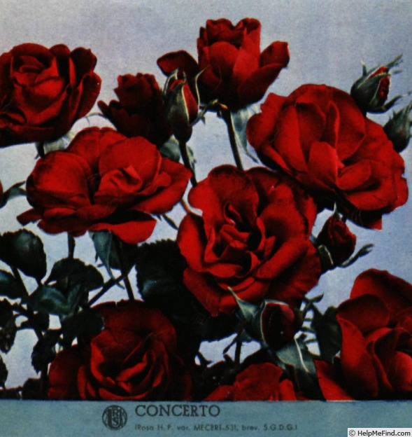 'Concerto (floribunda, Meilland, 1953)' rose photo