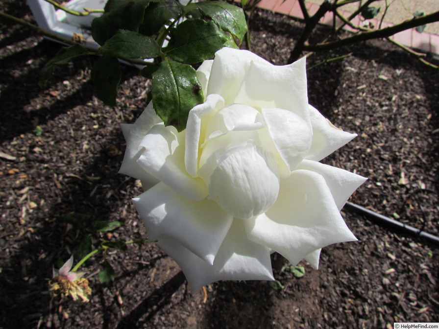 'Elizabeth Arden' rose photo