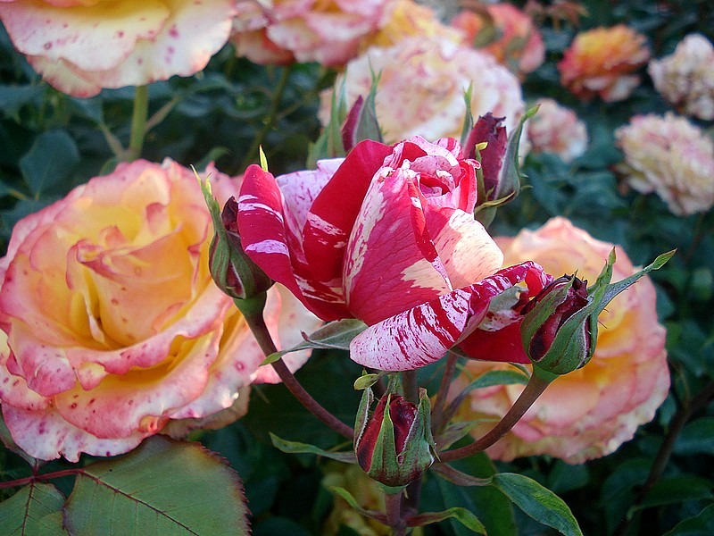 'Anniversaire' rose photo