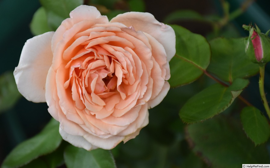 'Breathe Easy' rose photo