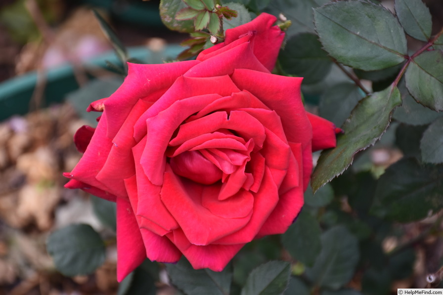 'Carol Joy' rose photo