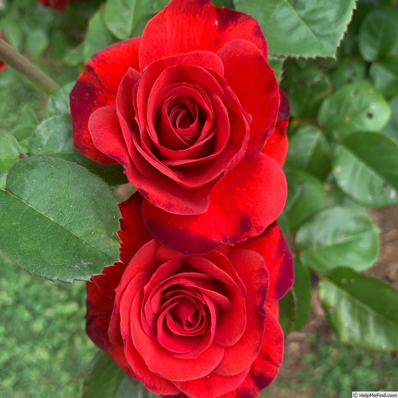 'Fire King (floribunda, Meilland, 1957)' rose photo