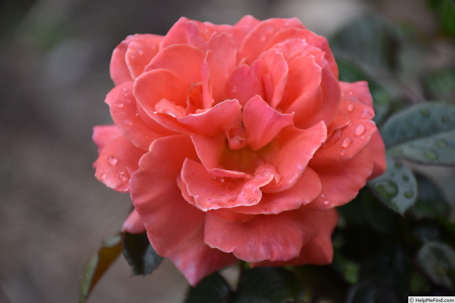 'Casanova (Floribunda, Fryer before 1999)' rose photo