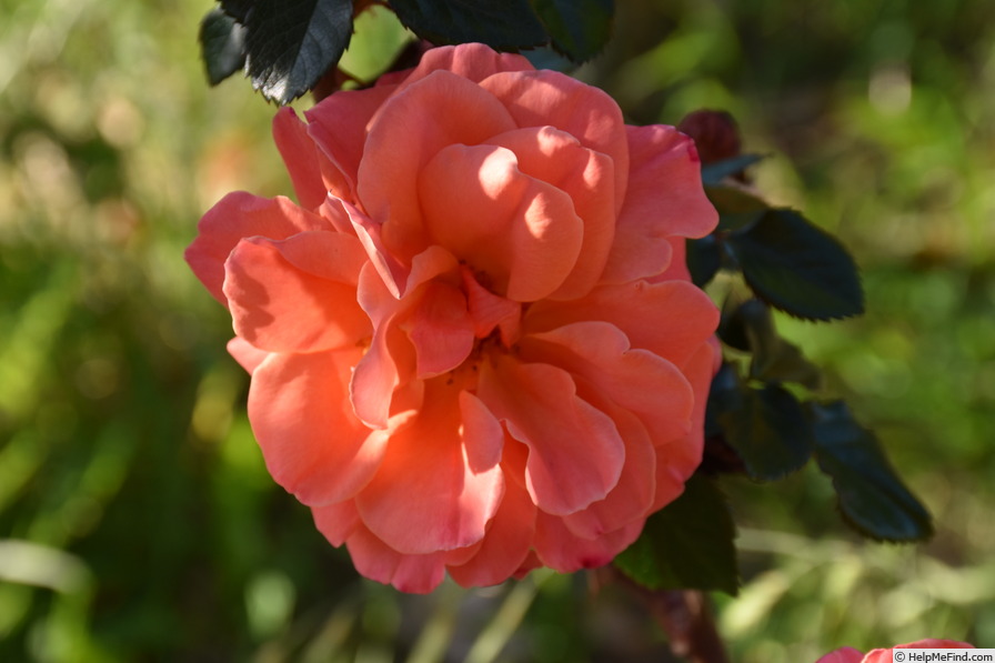 'Casanova (Floribunda, Fryer before 1999)' rose photo
