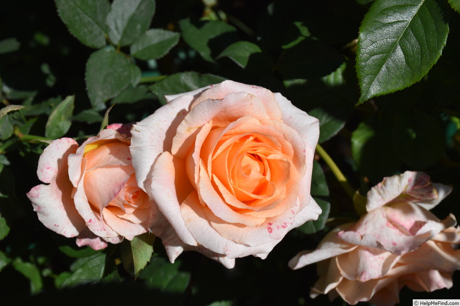 'Myrna's Dream™' rose photo
