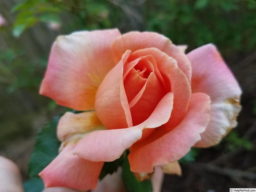 'Orange Ruffels' rose photo