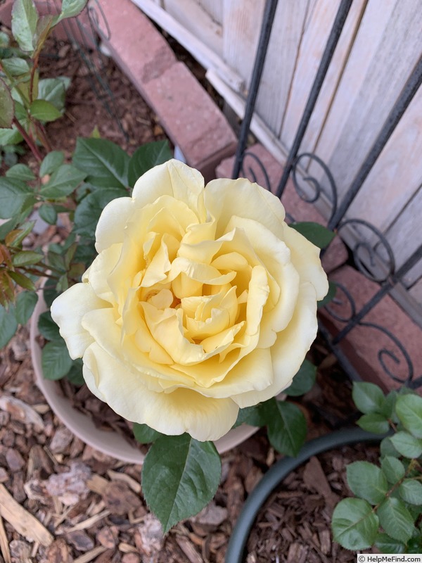 'Eternal Flame (hybrid tea, Meilland 2007)' rose photo