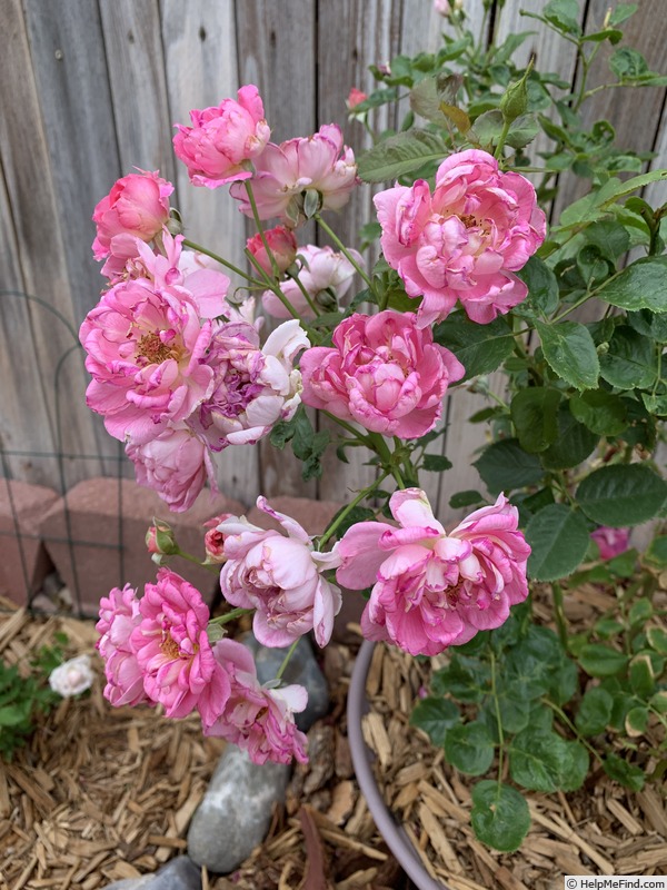 'Mauvelous' rose photo