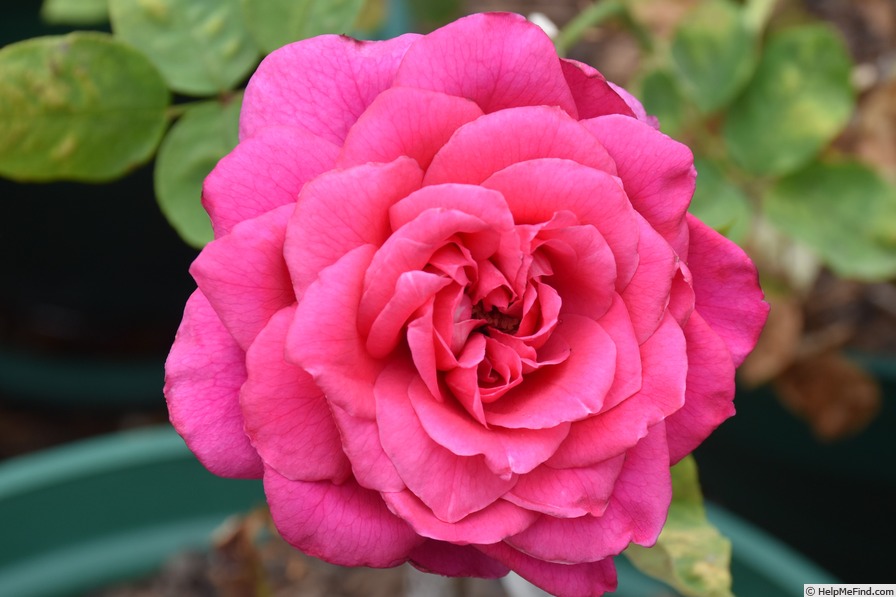 'Lord Charlemont' rose photo