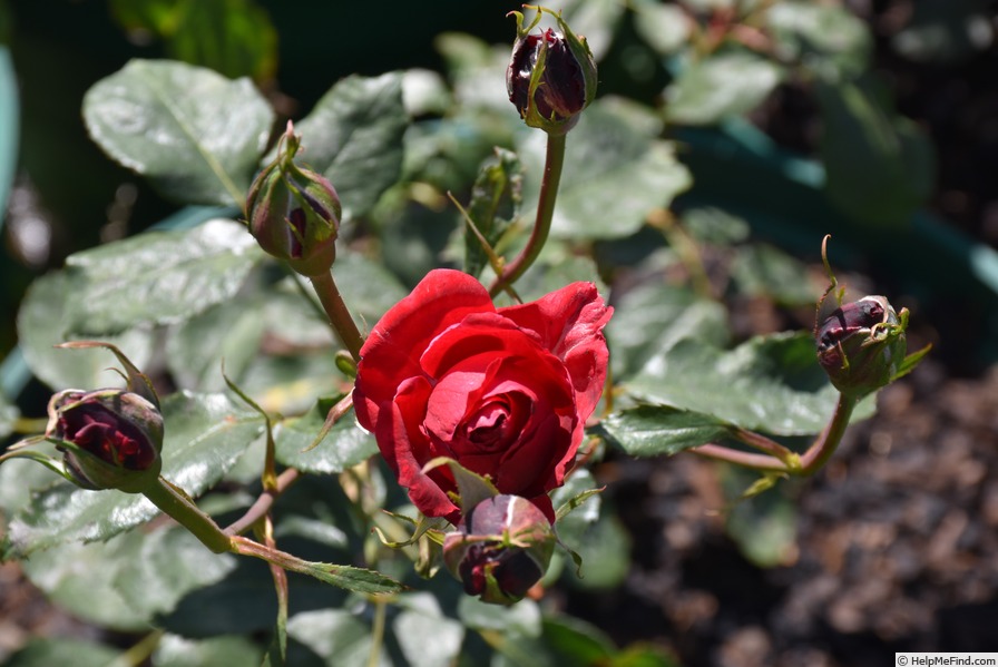 'Roundelay' rose photo