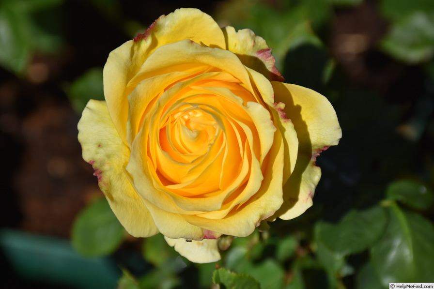 'St. Patrick ™ (hybrid tea, Strickland, 1986)' rose photo