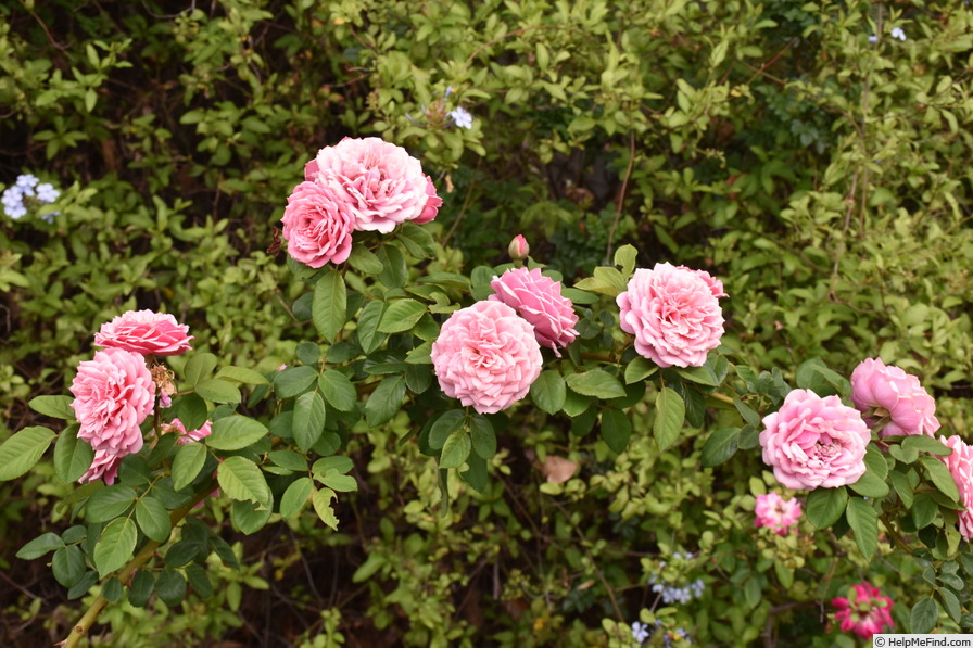 'William Christie ®' rose photo