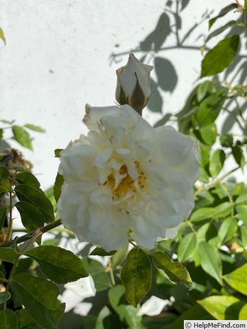 'Lamarque (noisette, Maréchal, 1830)' rose photo