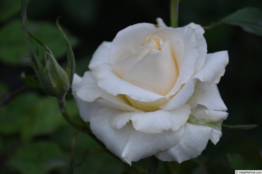 'Cream Dream ™ (floribunda, Kordes 1996)' rose photo