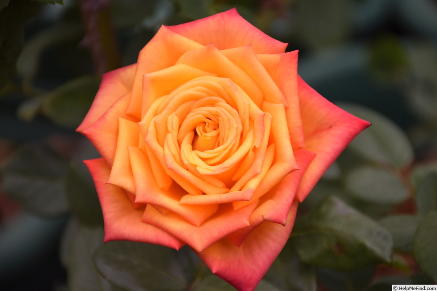'Magma ® (florist's rose, Kordes, 2005)' rose photo