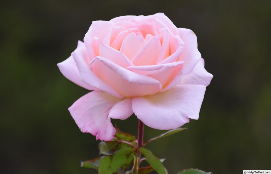 'Let's Celebrate (hybrid tea, Grant, 2004)' rose photo