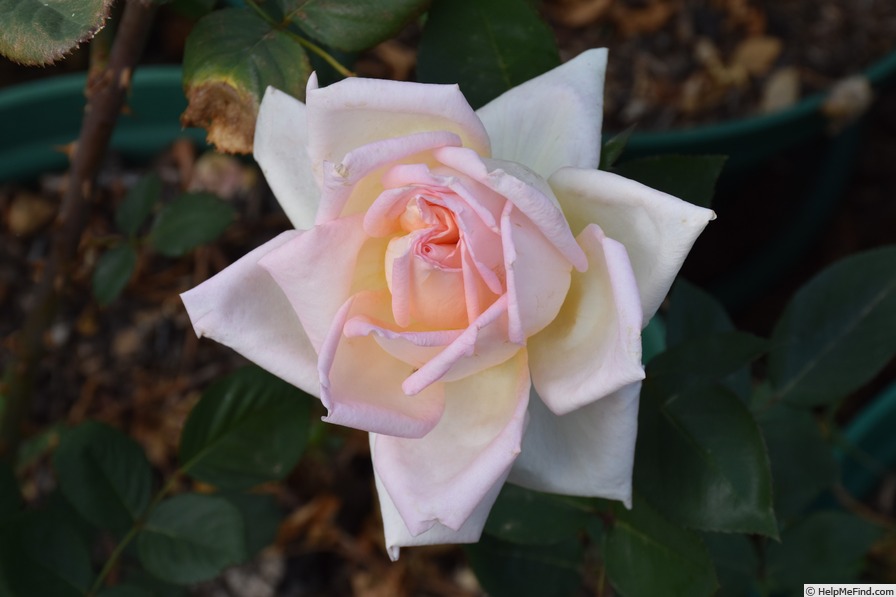 'Bob Woolley' rose photo