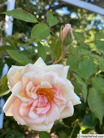 'Rêve d'Or' rose photo