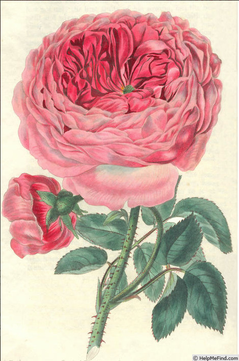 'Brown's Superb' rose photo