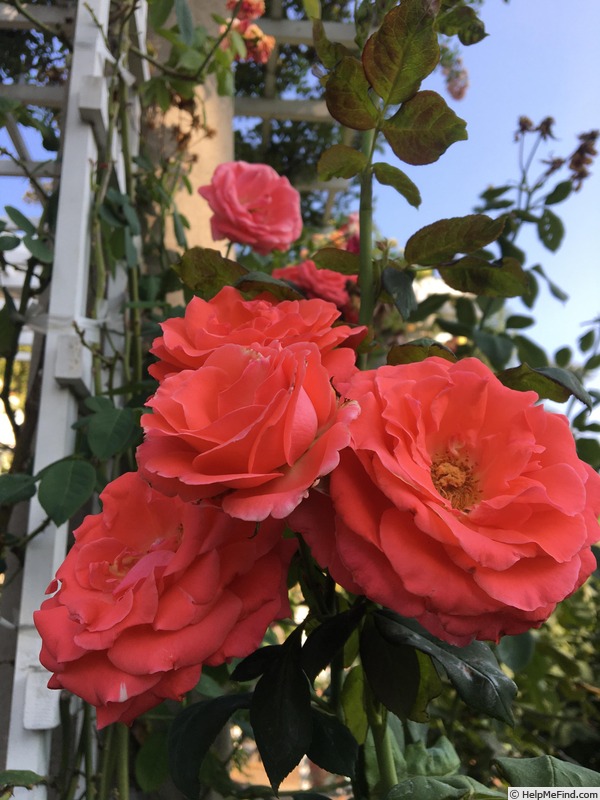 'America (large flowered climber, Warriner, 1976)' rose photo