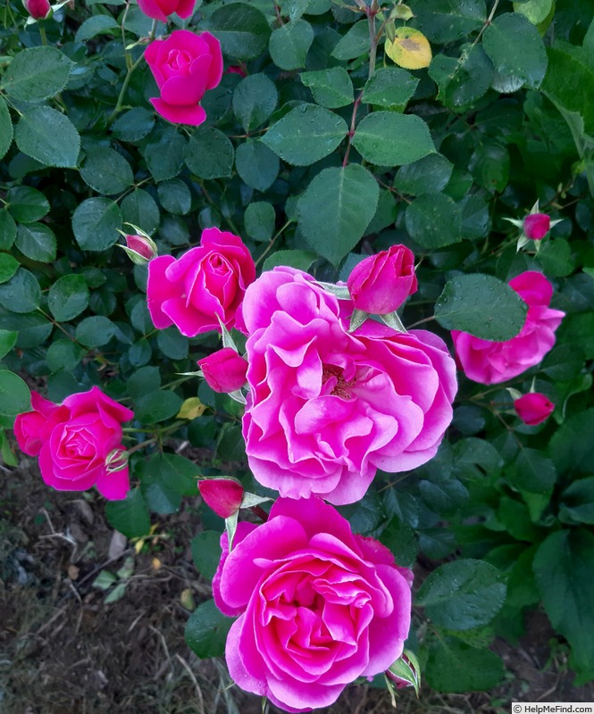 'Deborah ® (floribunda, Meilland, 1989)' rose photo