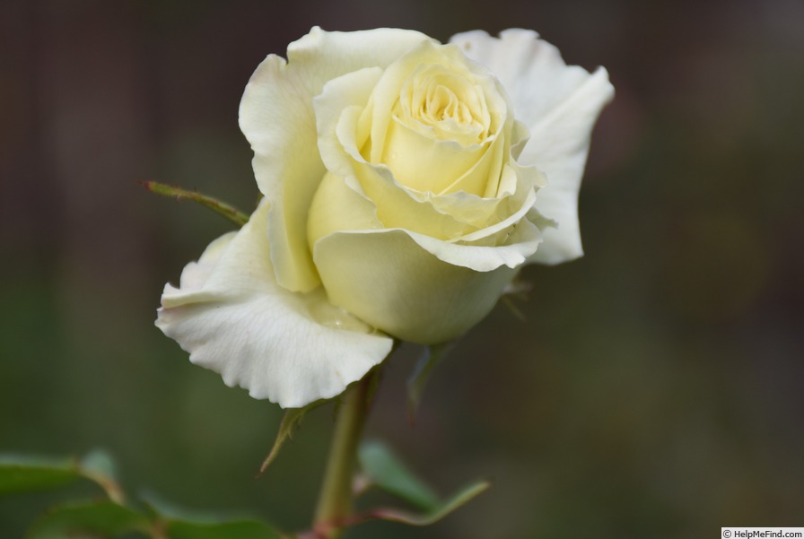 'Limona ® (hybrid tea, Kordes 1992)' rose photo