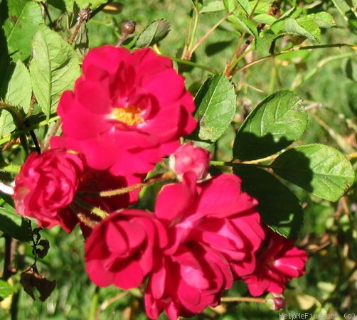 'Orléans Rose' rose photo