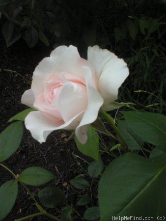 'Dove' rose photo
