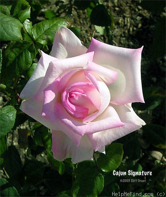 'Cajun Signature' rose photo