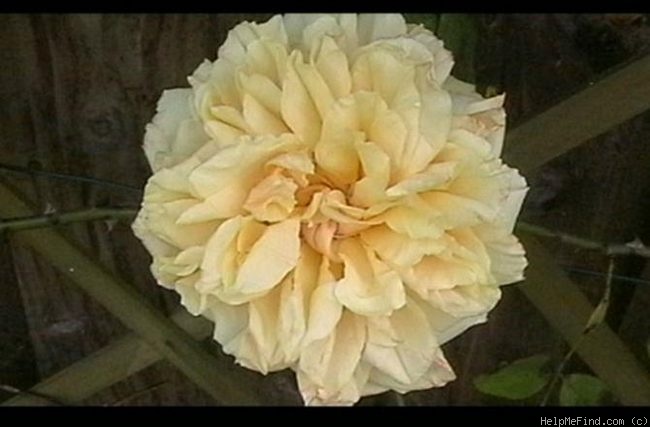 'Gloire de Dijon (Tea Noisette, Jacotot 1850)' rose photo