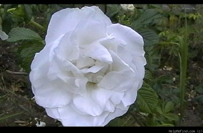 'Blanc Double de Coubert (Rugosa, Cochet-Cochet, 1892)' rose photo