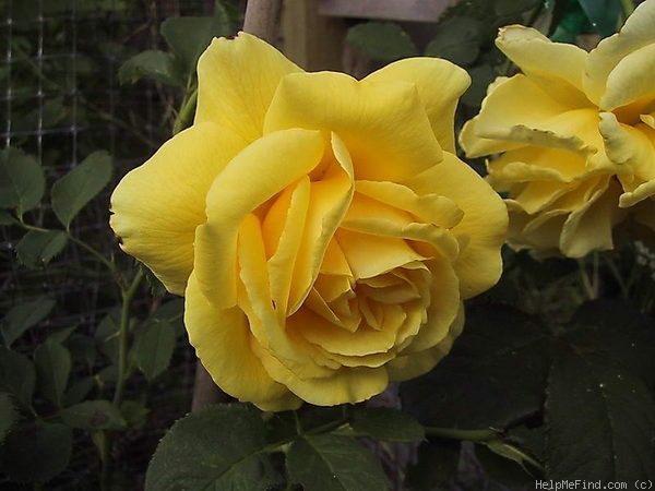 'Roberta Bondar' rose photo