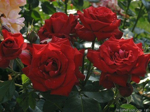 'Niccolo Paganini' rose photo