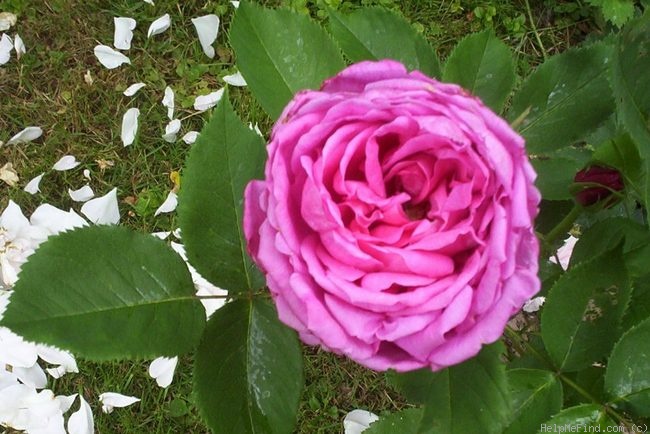 'Emily Laxton' rose photo