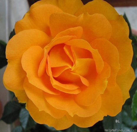 'Bernstein-Rose ® (floribunda, Evers/Tantau, 1987)' rose photo
